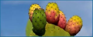 Prickly Pear - antioxidant support for nerve comfort